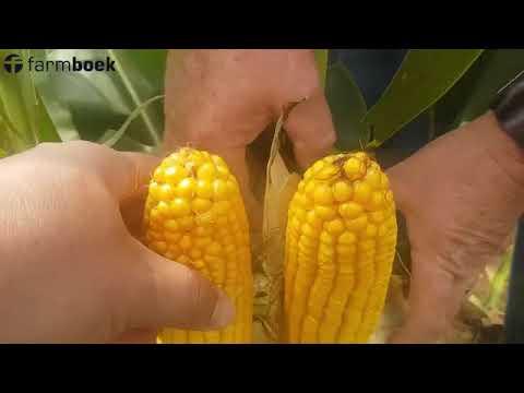 Excelsior Farmers Day 2019 - K2 Agri