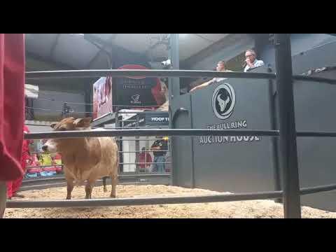 Lot 12 | Violet verkoop vir R850 000 by die Hurwitz Farming Summer Sale 2022