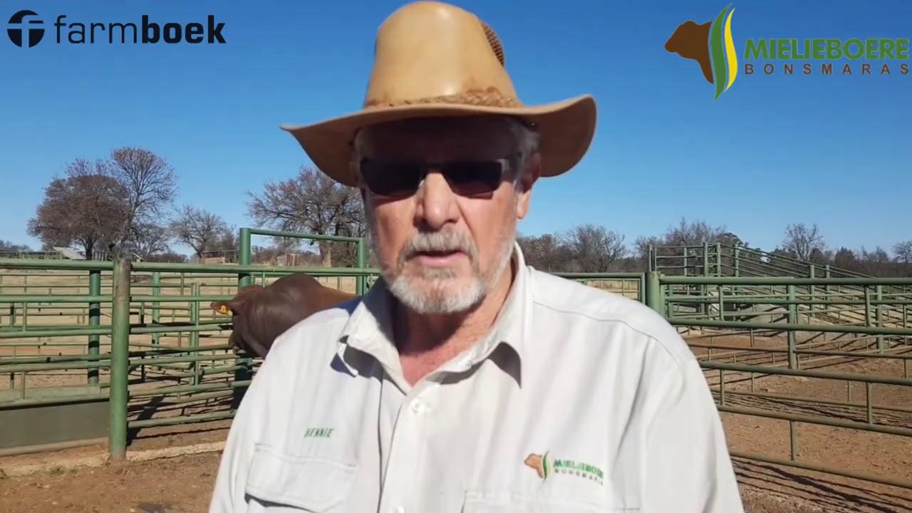 Mielieboere Bonsmara Auction 9 Aug 2018