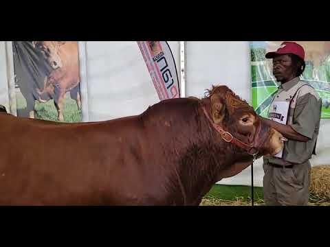 Limousin National Intermediate Bull Calf Championship 2022 at Bloemshow 2022