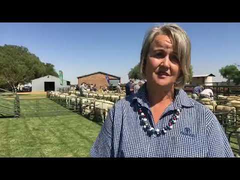 A Marino Stud Auction here in North West