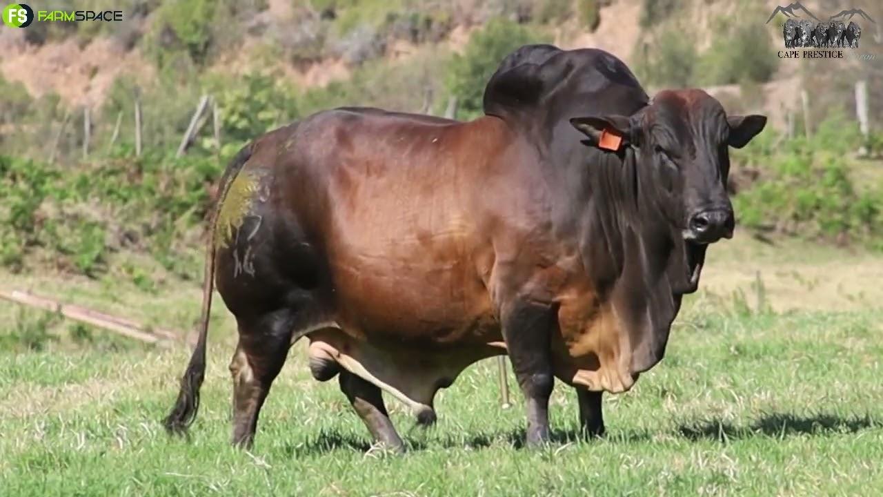 Langfontein Boran presents Lot 11 | BS 17-14 at the Cape Boran Prestige Auction on 12 Nov.