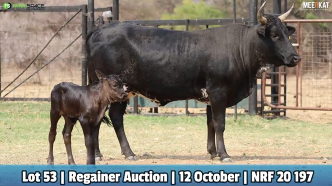 Lot 53 | NRF 20-197 | Northfield Ngunis by die Nguni Regainer Veiling