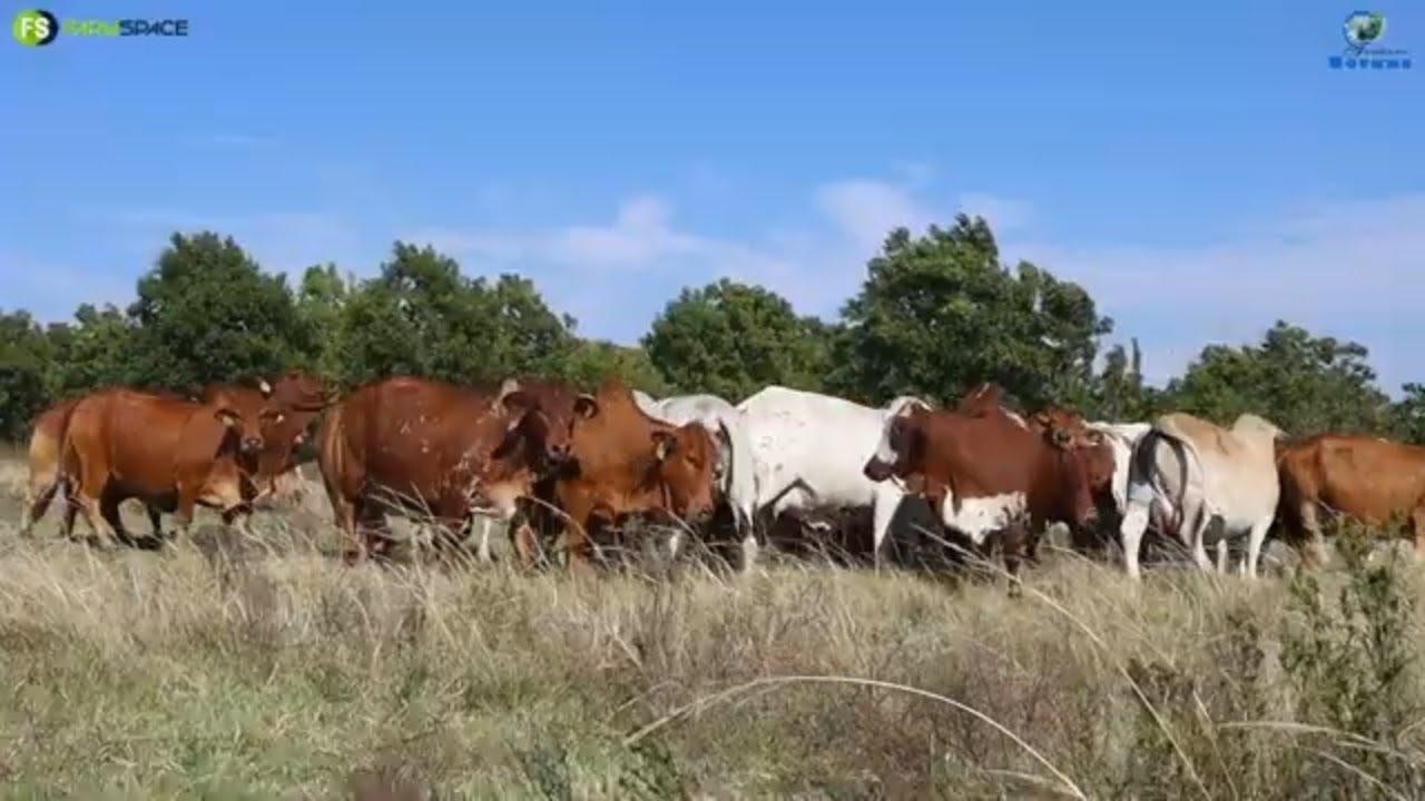 Fonteine Borans Deel 1: Die Boran Genootskap vier die jaar 20 jaar se teling en vordering.