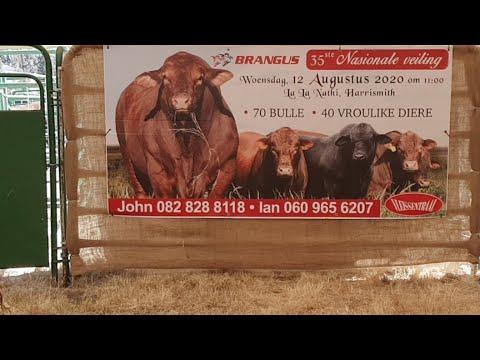 Brangus National Auction 2020 Live