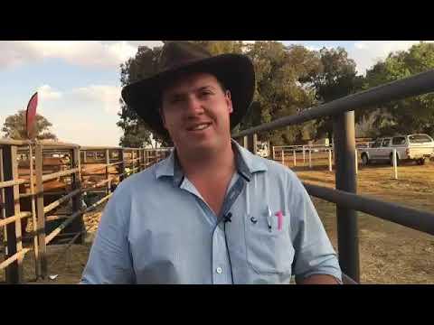 The job of an auctioneer.