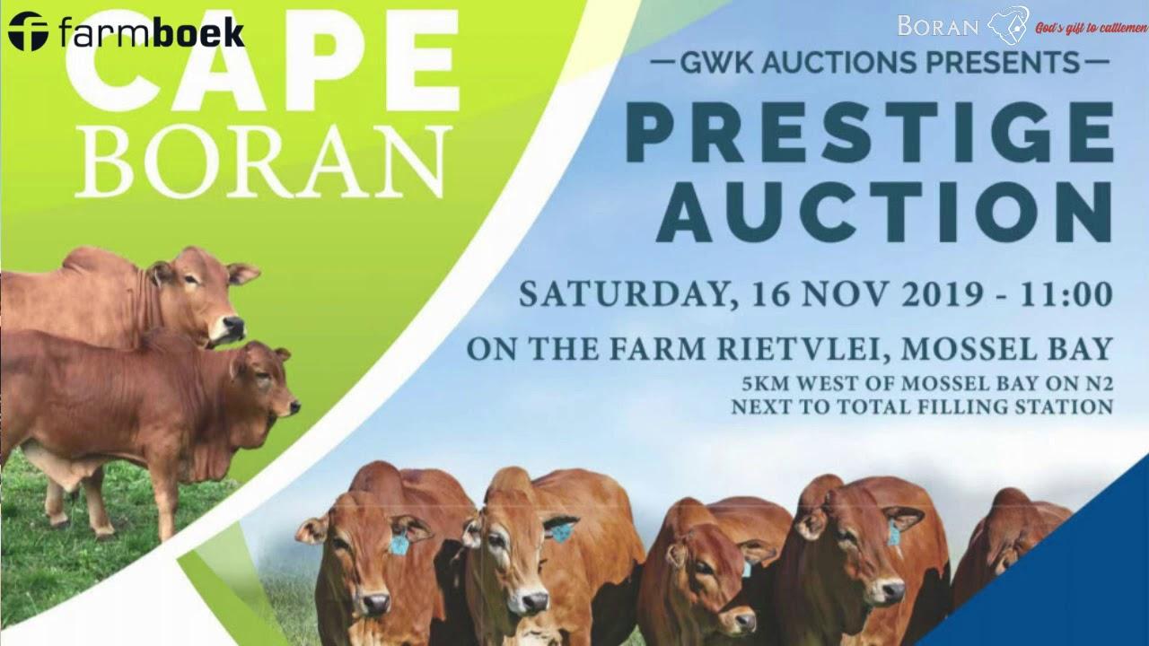 Boran Cape Prestige Auction - 16 November 2019