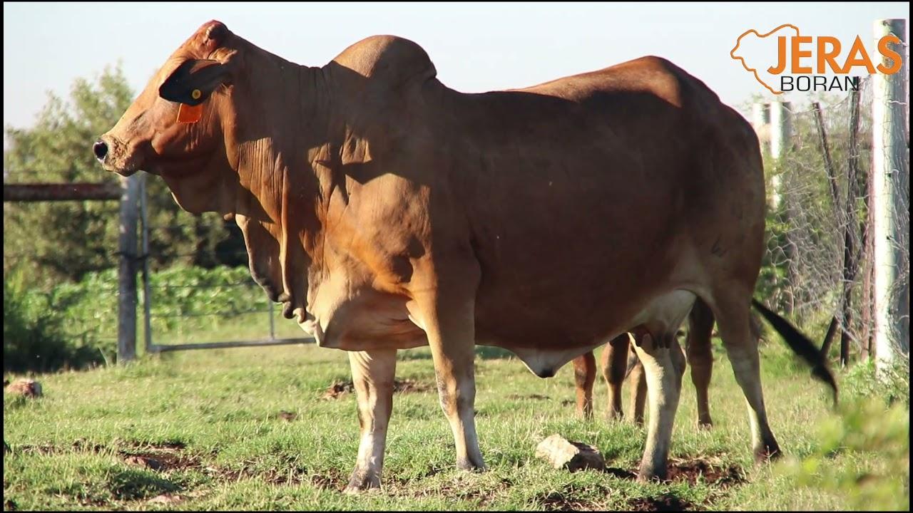 Jeras Alliance Boran Auction WJ 12 85