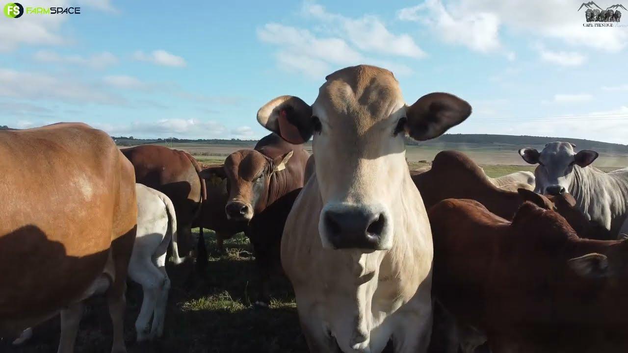 Cape Prestige Boran Bied aan die Mountain View & Hessi Boran Stoet