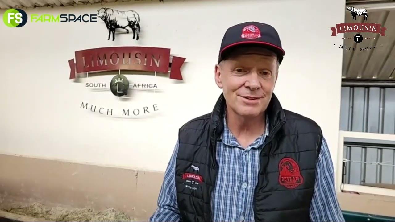 Limousin breed in Action this week, great animals at Nampo Oesdag - Harvest Day 2022
