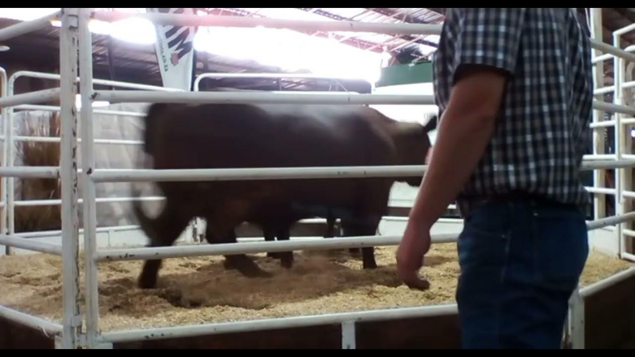Africa Droughtmaster Genetic Sale 2022