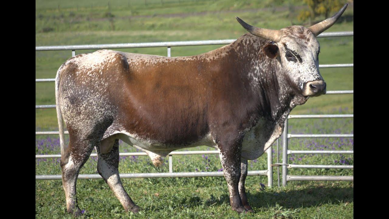 Nguni Regainer Group Presents: CS 17 122 Lot 18