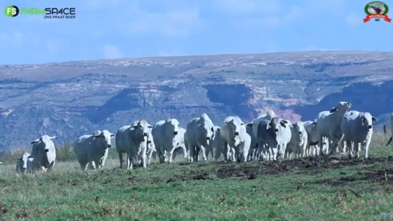 Brandwater Boerdery bied met trosts hul produksie veiling aan op 27 April 2024!