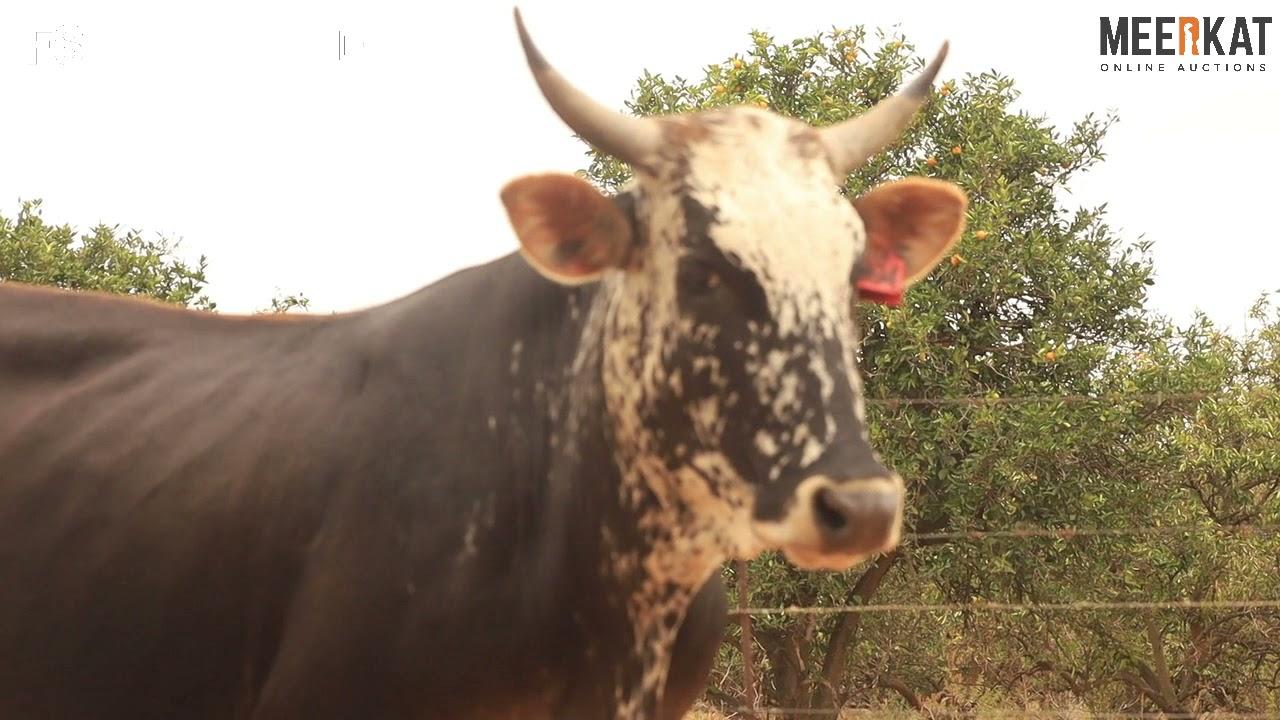 Regainer Auction Nguni - NRF 19 94 - Lot 15
