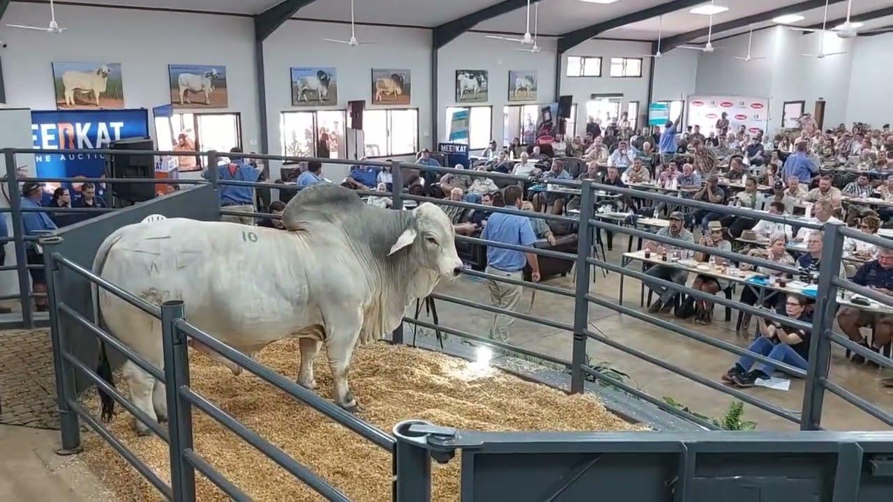 Baie geluk aan Paul Duarte met die aankoop van Maddox lot 10 tydens die Nedibest Brahmane Veiling