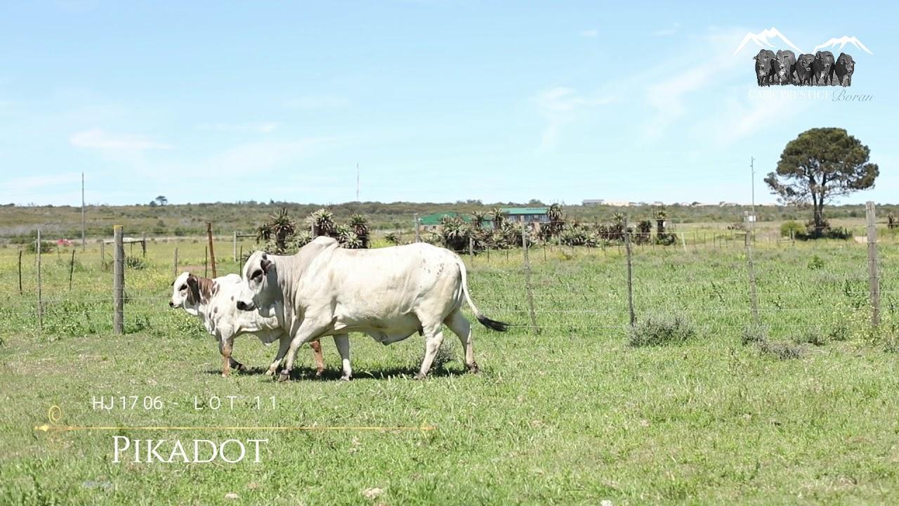 Prestige Boran Auction Lot 11 - HJ 1706 - Picadot