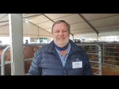Willie de Jager gesels met ons oor die ras en die La Rhone Limousin Veiling 2021