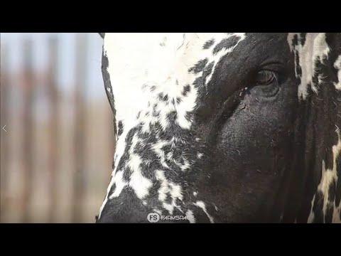 Frain Nguni's present Lot 47 - FHG 19-493 at the Nguni Regainer Group Auction, 13 October.