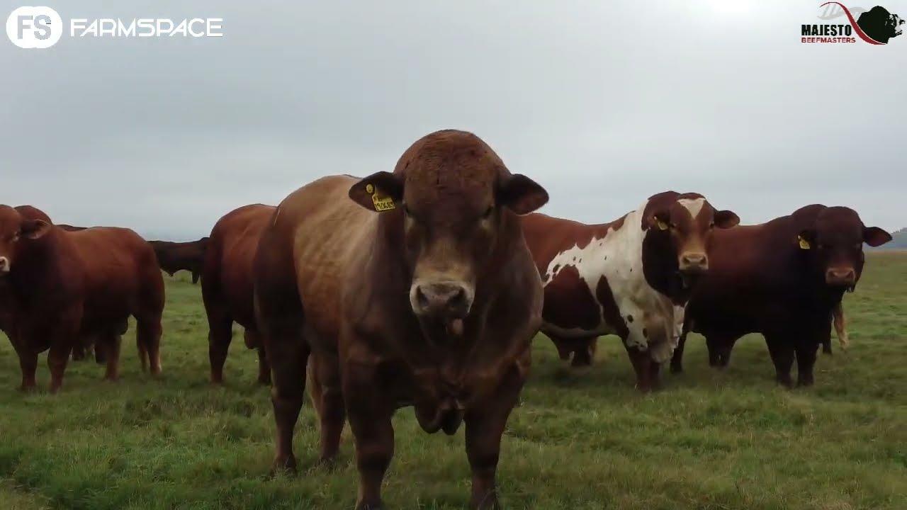 Ons gesels met Theo Coetzee oor die Majesto Beefmasters Veiling, 21 April 2022.