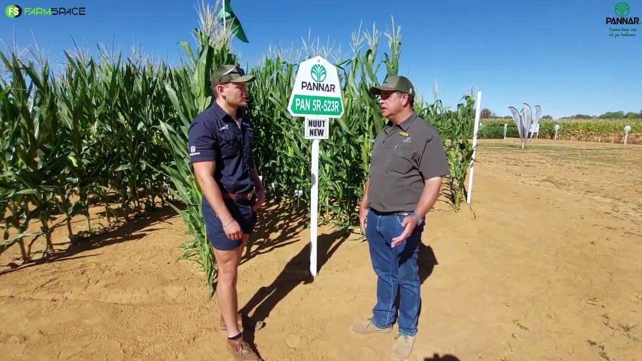 Pannar se witmieliebastersplantpopulasie en produkplasing proewe het die tonge laat waai.
