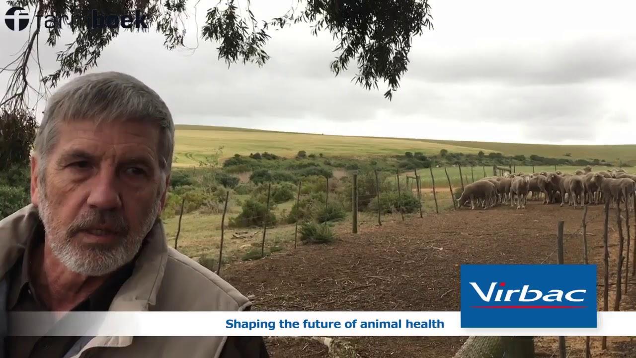 Get your ewes ready for the mating season - Virbac SA