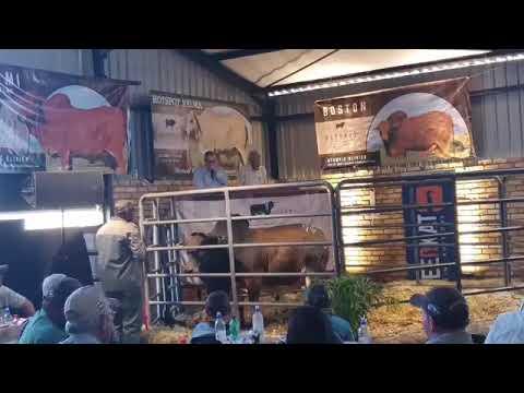 Hotspot Auction live from the Oatlands Farm - 2