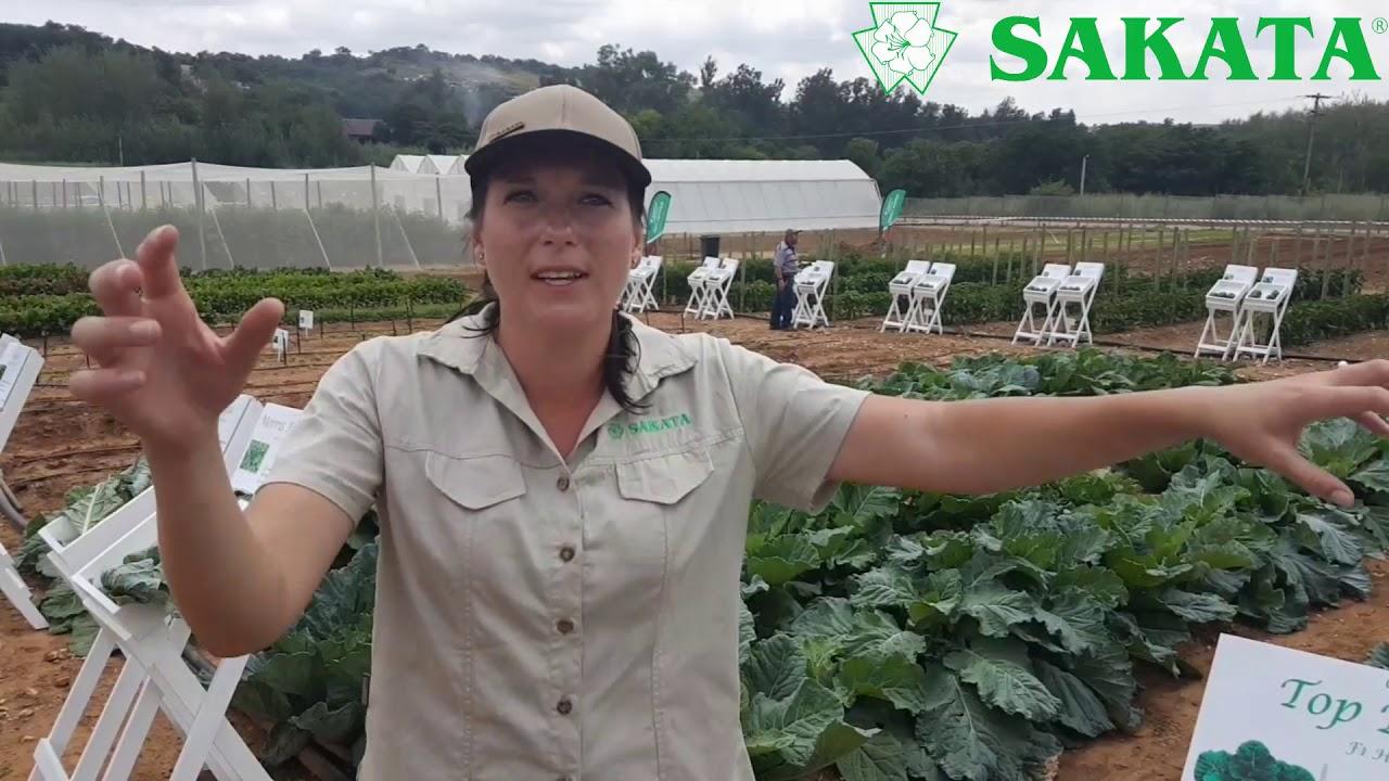 Sakata Field Day 2018 - Collards