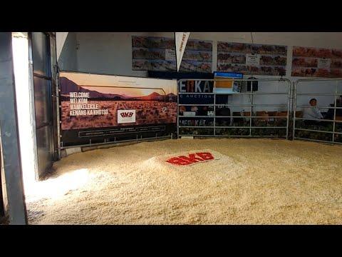 Cape Prestige Boran Auction live from Mossel Bay South Africa