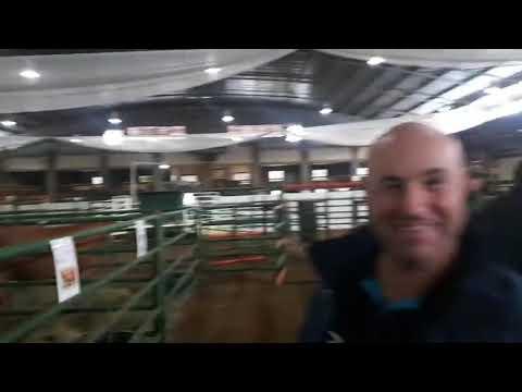 LIVE vanaf VOVA Genetics veiling 2021 - Hoe kyk die diere?