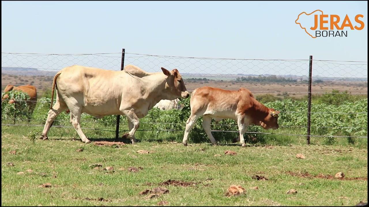 Jeras Alliance Boran Auction WJ 14 60
