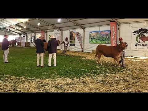 Heifer Calf Champion at the 2022 Limousin National Championship 2022 - Bloemshow 2022