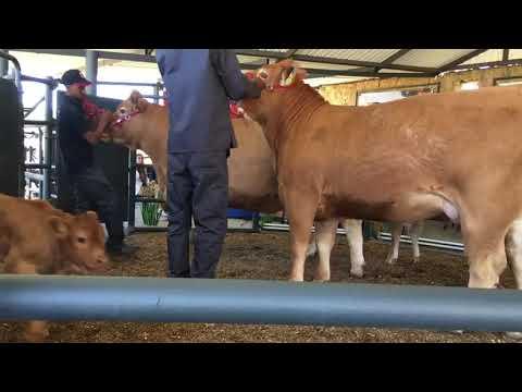 Live from Devlan Limousins auction at Waters Edge.