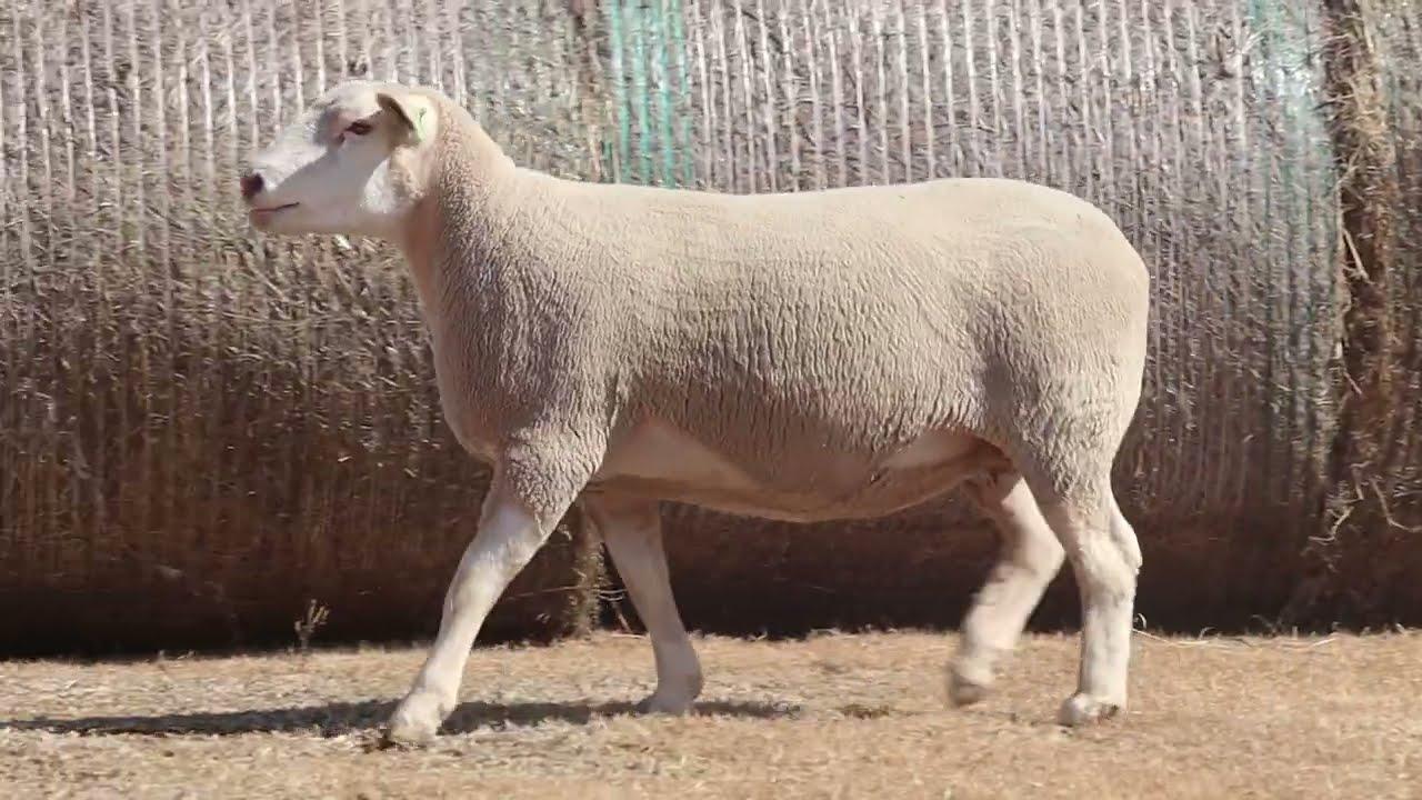 Hageland Ile De France bied aan by die Jakaranda Veiling