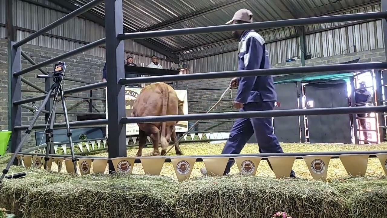 Grassfields Beef Droughtmaster Auction 2022