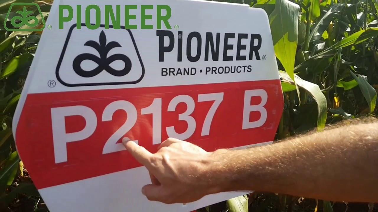 DuPont Pioneer P 2137 B Geelmielie op Ogies