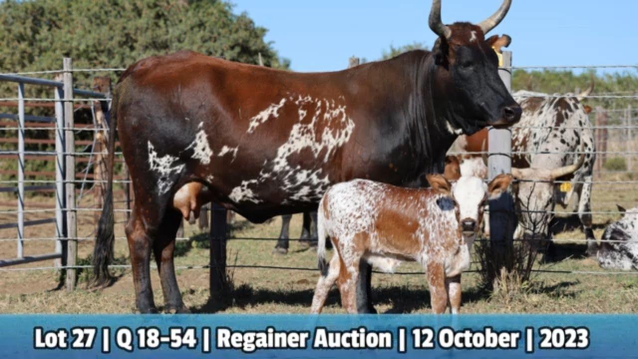 Lot 27 | Q 18-54 | Qhina Ngunis by die Nguni Regainer Veiling op 12 Oktober 2023