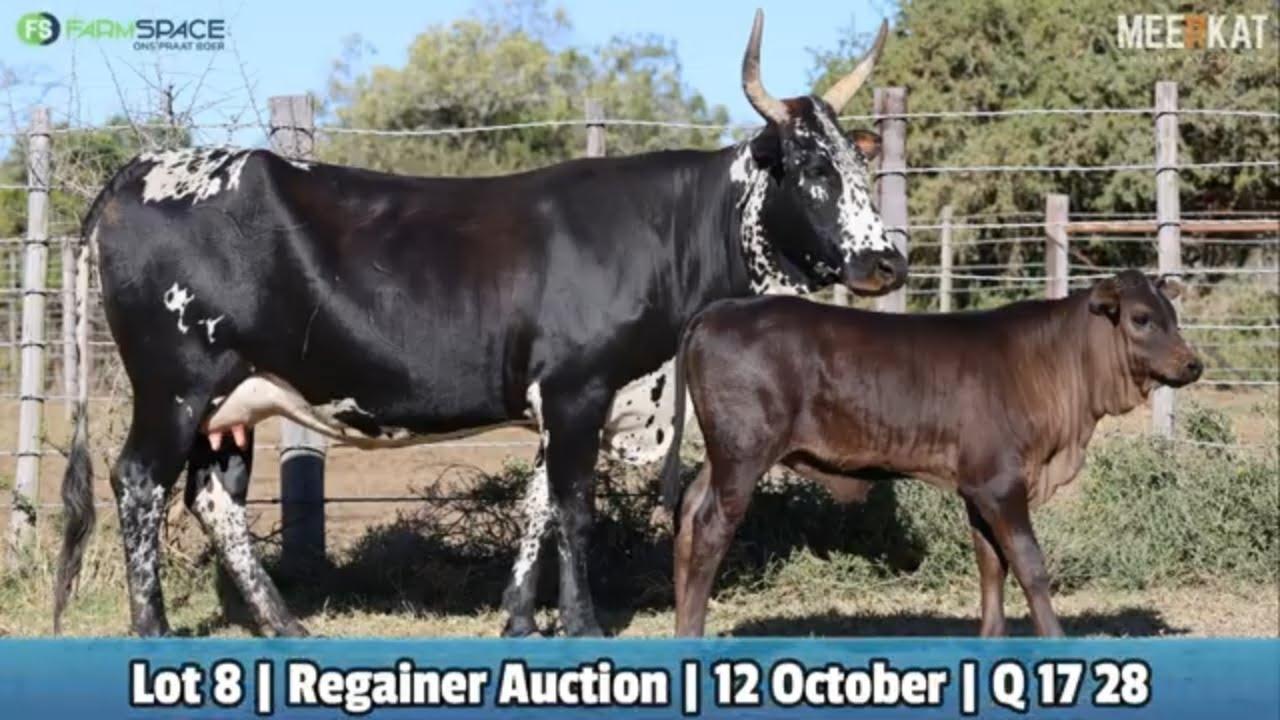 Lot 8 | Q 17-28 | Qhina Ngunis at the Nguni Regainer Auction on 12 October 2023