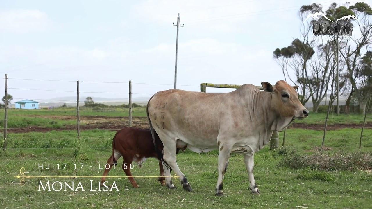 Prestige Boran Auction Lot 50 - HJ 1717 - Lisa