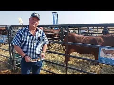 Hoekom sê Marius Barkhuizen dat die Droughtmaster 'n goeie ras is om mee te boer?