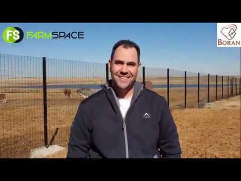 Boran National Auction 2020 - Why is this such a special day on the Boran calendar