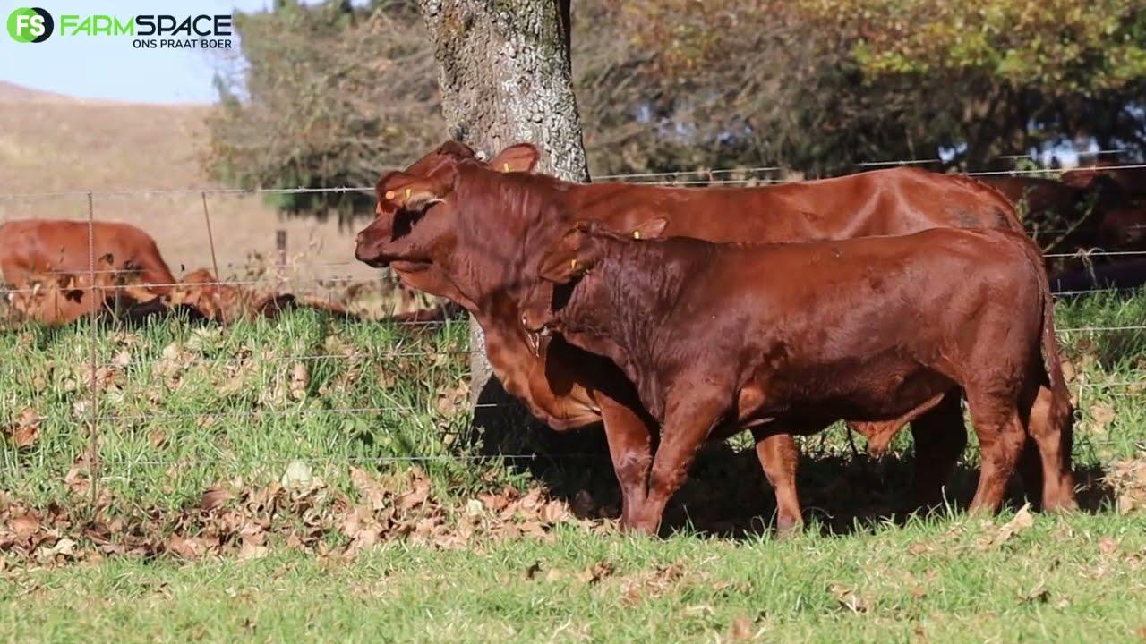 GRB 18 159 with bull calf out of Vova 17 17 on offer 12 June 2024