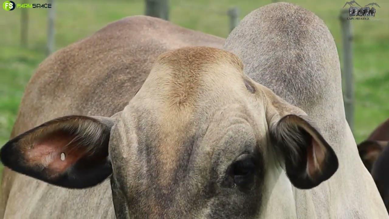 Drostdy Borane presents Lot 13 | W14-434 at the Cape Boran Prestige Auction 2022.