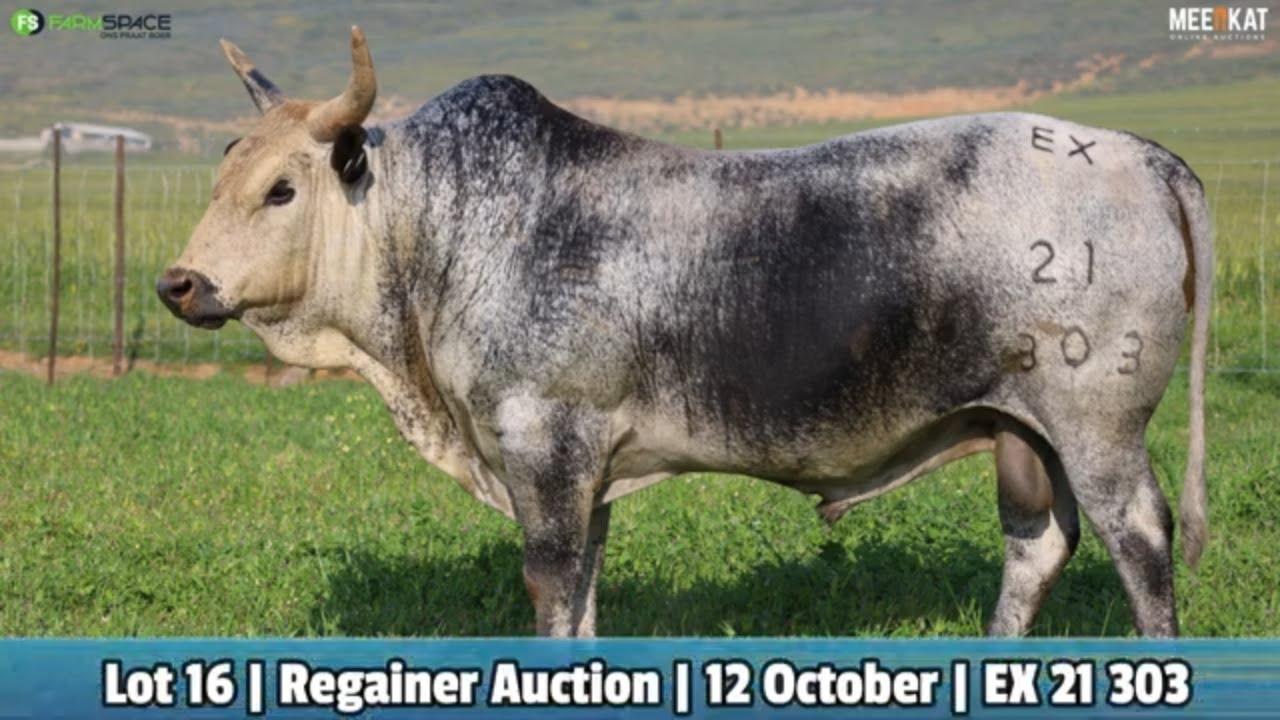 Lot 16 | EX 21-303 | Exteen Ngunis by die Nguni Regainer Veiling op 12 Oktober 2023