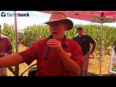 DuPont Pioneer SA: Bob Nielsen video 11 - Maize Series