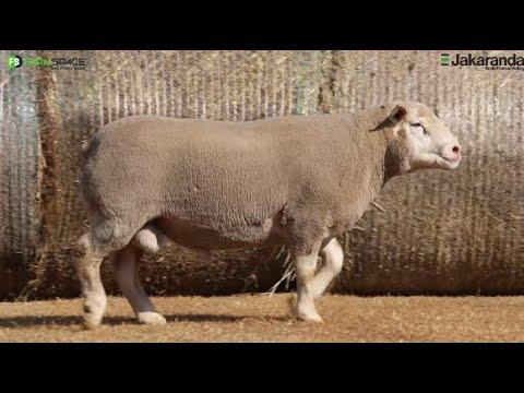 BS 21-486 'n Nasionale Junior en Reserwe Groot Kampioen beskikbaar by die 3 de Jakaranda Veiling.