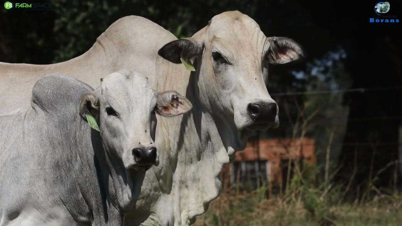 Fonteine Borans bied met trots aan Lot 7 | FN 16 164 met 'n versklaf FN 23 246