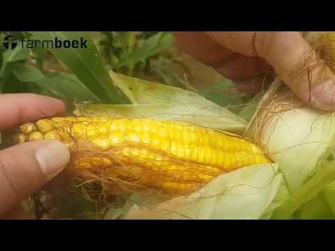 Excelsior Farmers Day 2019 - Linkseed