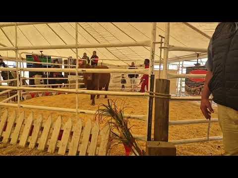 Rocky Droughtmasters Auction live from Villiers - Part 2