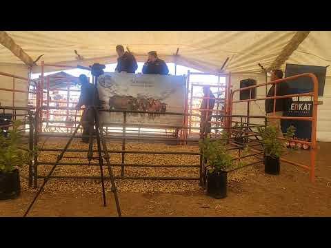 The Selection Sale regstreeks vanaf Barberspan, Sannieshof.