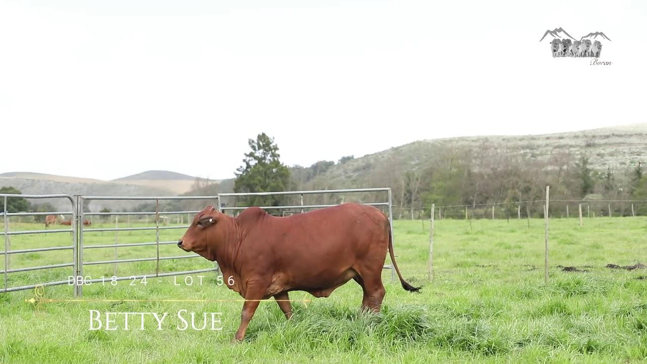 Prestige National Boran Auction Lot 56 - DBC 18 24 - Betty Sue